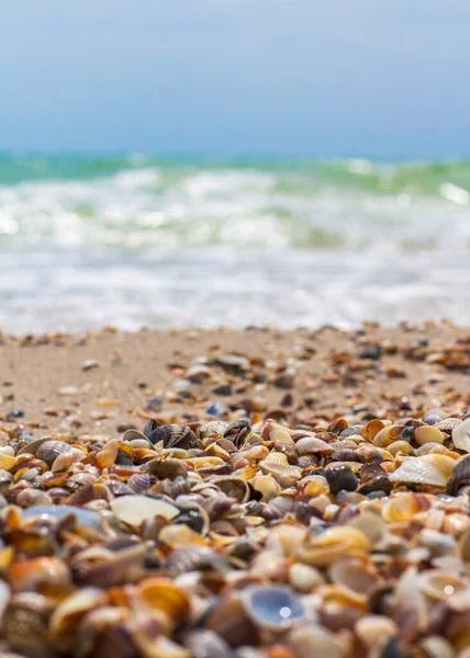 Seashells Beira Mar Ondas Marinhas Costa — Fotografia de Stock