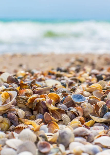 Seashells Sulla Riva Del Mare Onde Marine Costa — Foto Stock