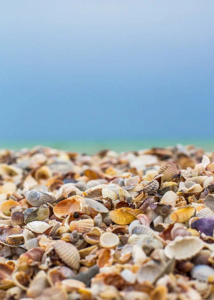 Seashells Close Céu Azul — Fotografia de Stock