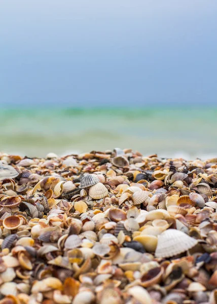 Seashells Sulla Riva Del Mare Onde Marine Costa — Foto Stock