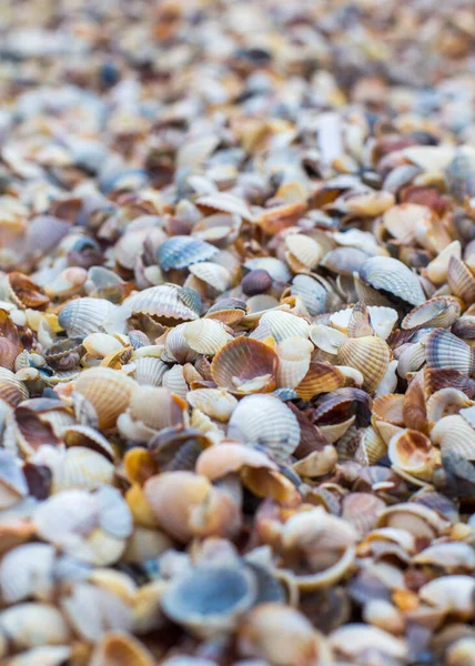 Seashells Textura Padrão Papel Parede Close — Fotografia de Stock