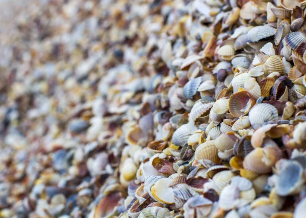 Seashells Textura Padrão Papel Parede Close — Fotografia de Stock