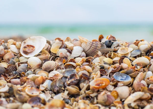 Seashells Beira Mar Ondas Marinhas Costa — Fotografia de Stock