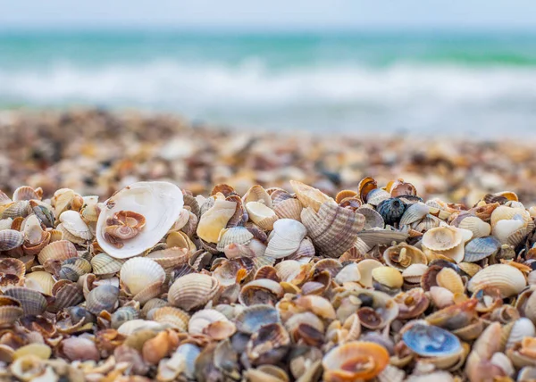 Seashells Sulla Riva Del Mare Onde Marine Costa — Foto Stock