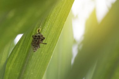 Şeker kamışı yaprak gruptaki altında bir yuva inşa Wasp.
