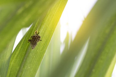 Şeker kamışı yaprak gruptaki altında bir yuva inşa arıların.
