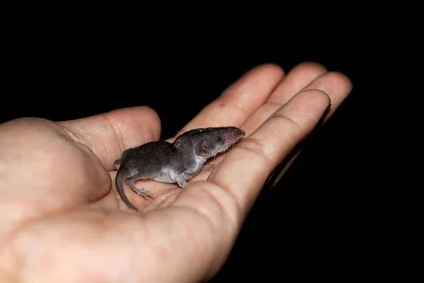 Close Rat Human Hand — Stock Photo, Image
