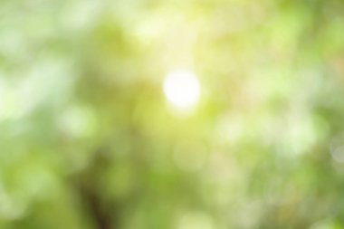 Yeşil Doğal arka plan tasarımı için bulanık.