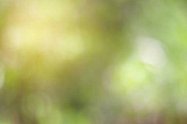 Yeşil Doğal arka plan tasarımı için bulanık.