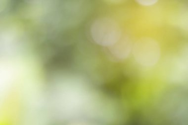 Yeşil Doğal arka plan tasarımı için bulanık.