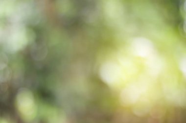 Yeşil Doğal arka plan tasarımı için bulanık.