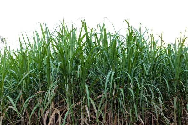Сахарный Тростник Поле Изолированный Фон — стоковое фото