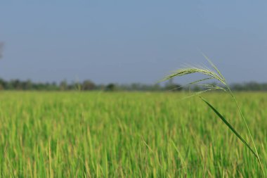 Sabah saat alanları çiçekli pirinç.