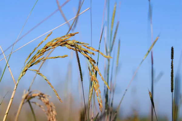 在早晨的稻田与阳光闪耀通过 — 图库照片