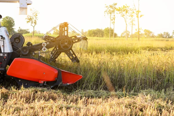 Сельскохозяйственная Машина Уборка Урожая Рисовых Полях — стоковое фото