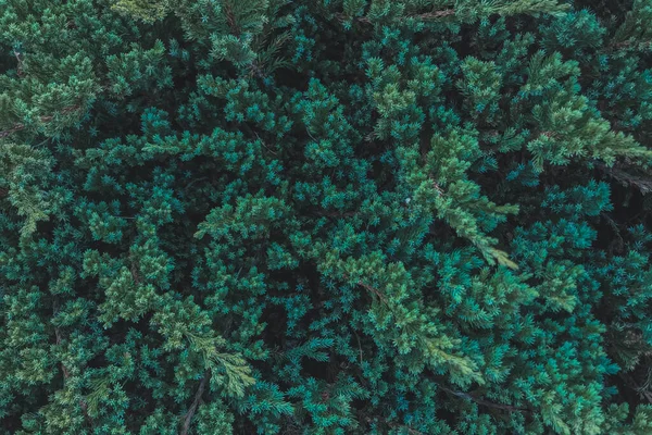 緑の木の若い芽 クローズアップ 緑の葉の自然な春の背景 若い木の若い枝 — ストック写真