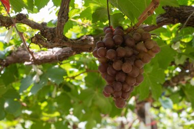 üzerinde bir asma üzüm demet