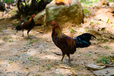 Güzel ve meraklı genç horoz. Tayland doğası.