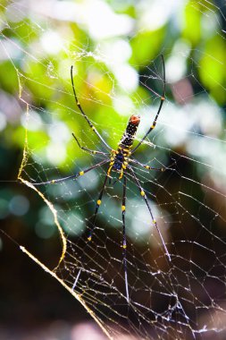 Büyük bir güzel örümcek bir dolambaçlı doğal koşullarda olduğunu. Alt görünümü.