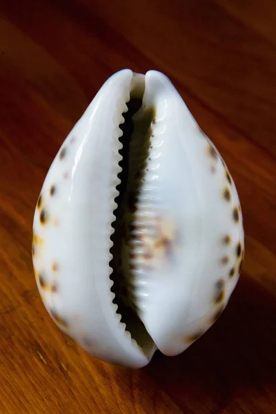 Красивая Раковина Морских Моллюсков Крупным Планом Макро — стоковое фото
