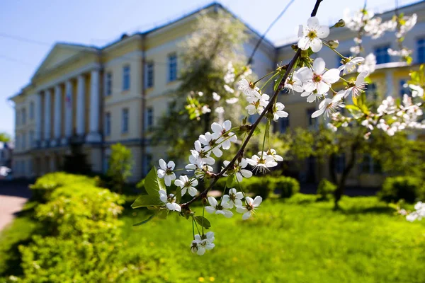Manor Gorenki Branch Blossoming Cherry People — Stock Photo, Image