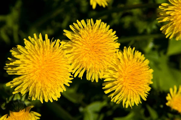 Flores Amarillas Dientes León Primaveral Cerca Sin Gente — Foto de Stock