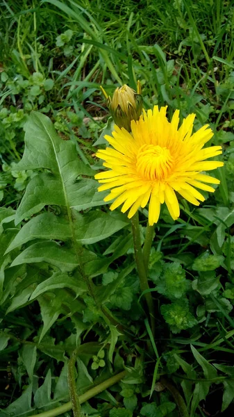 Piękny Żółty Mniszek Kwiat Bud Bliska Natura Rośliny — Zdjęcie stockowe
