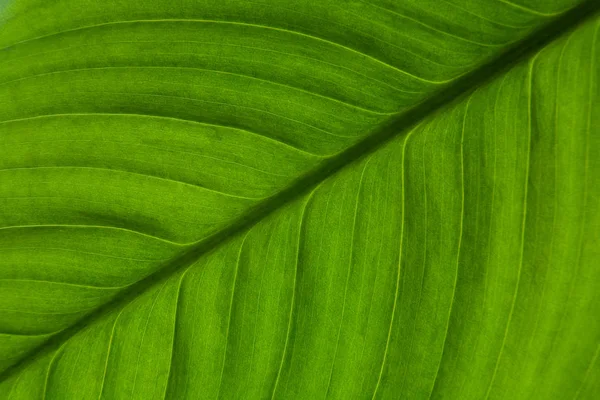 Wunderschönes Grünes Blatt Einer Exotischen Pflanze Aus Nächster Nähe Botanik — Stockfoto