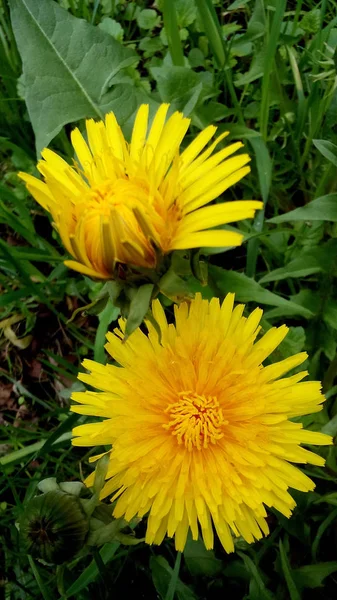 Dos Hermosas Flores Diente León Amarillo Cerca Naturaleza Plantas — Foto de Stock