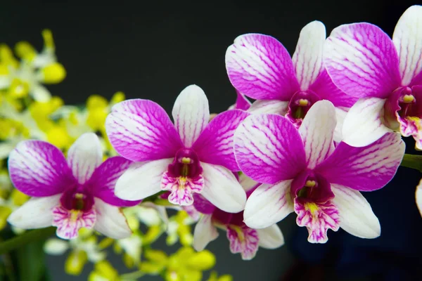 Schöne Blühende Orchidee Aus Nächster Nähe Fotografiert Pflanzen Aus Thailand — Stockfoto