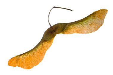 Beyaz bir arka plan üzerinde akçaağaç yakın çekim tohum. Flora.