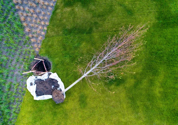 Das Bäumchen Liegt Neben Der Grube Die Gepflanzt Wird Luftaufnahmen — Stockfoto