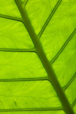 Bir büyük güzel yaprak damarları ile egzotik bir bitki. Yakın çekim.