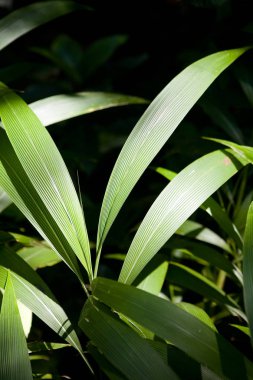 Bir egzotik bitki yaprakları ile dalı. Doğa.
