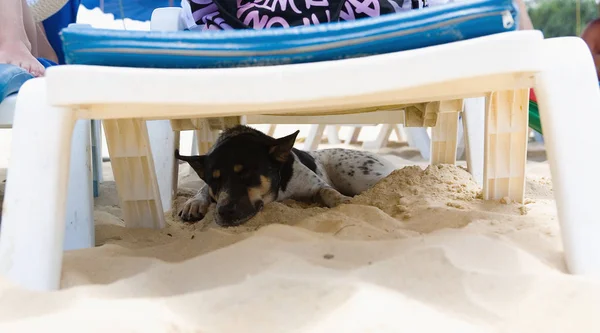 Tired dog is sleeping under a chaise longue. Thailand.