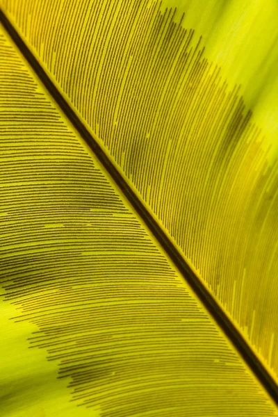 Ein Großes Schönes Blatt Einer Exotischen Pflanze Mit Adern Nahaufnahme — Stockfoto