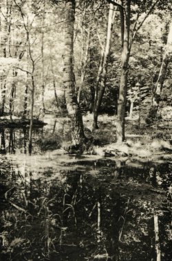 Orta Rusya'ya park ağaçlarda. Dikkat! Parçalı yapı ve diğer yapıları analog fotoğraf görüntü içerir!