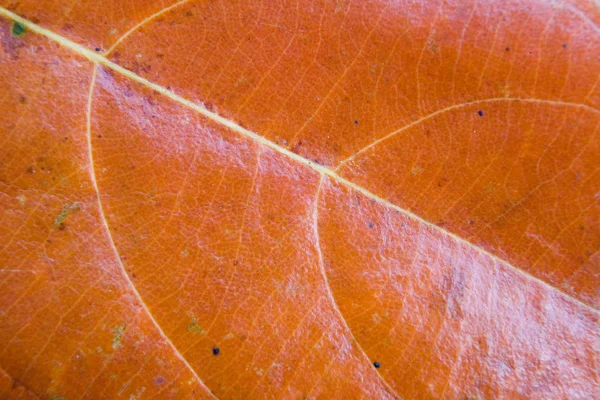 Feuille Une Plante Exotique Gros Plan Nature Thaïlande — Photo