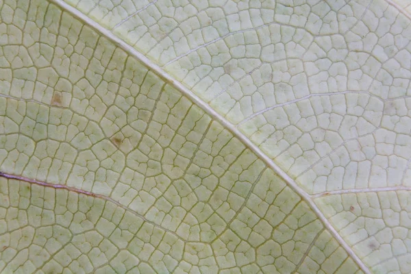 Feuille Une Plante Exotique Gros Plan Nature Thaïlande — Photo