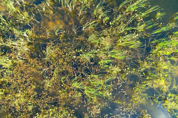 Vista Superior Das Plantas Que Crescem Água Fotografia Aérea — Fotografia de Stock