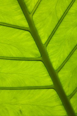 Bir büyük güzel yaprak damarları ile egzotik bir bitki. Yakın çekim.