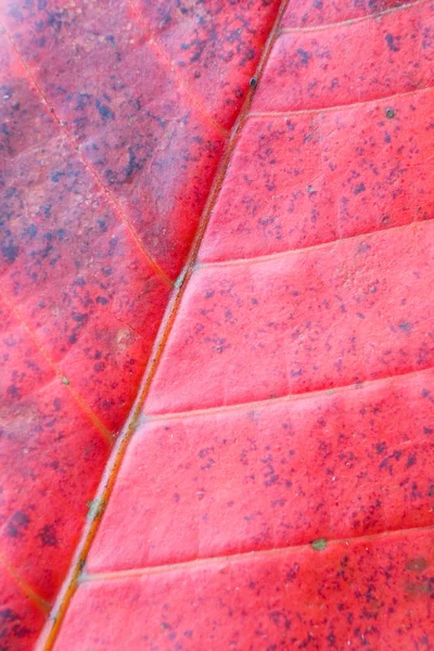 Blatt Mit Schlieren Aus Der Nähe Fotografiert Muster Werden Von — Stockfoto