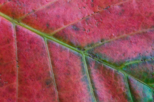 多色叶子的异国植物特写 — 图库照片