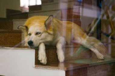 Mavi gözlü hüzünlü bir köpek adımdır. Camın ardında.