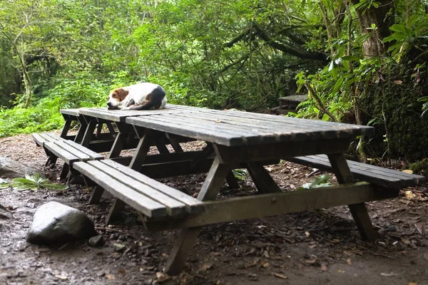 Een Zwerfhond Ligt Een Houten Tafel Mtirala Natuurreservaat Georgië — Stockfoto