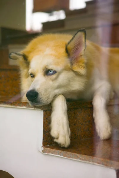 Cão Triste Com Olhos Azuis Está Nos Degraus Atrás Vidro — Fotografia de Stock