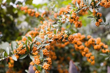 Deniz topalak meyve dalı yakın çekim üzerinde. Doğa.