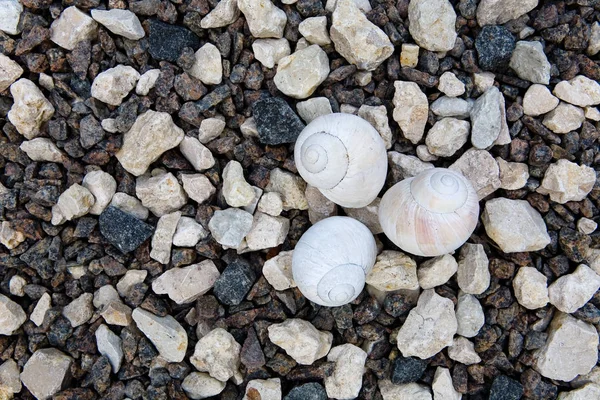 Маленькие Световые Раковины Лежат Камнях Крупный План — стоковое фото