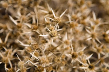 Küçük bir çalı Carlina graeca bitkinin Close-up. Doğa.