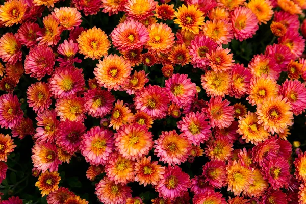 Багато Красивих Малі Яскраві Помаранчево Червоні Квіти Ботаніка — стокове фото